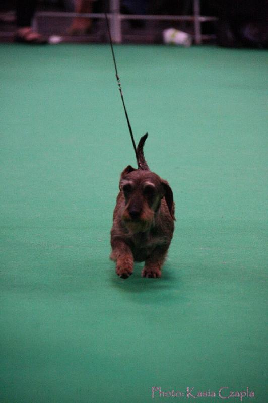 Crufts2011_2 1510.jpg